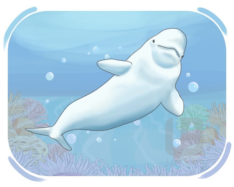 beluga definition and meaning