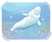 beluga
