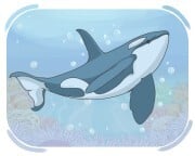 orca