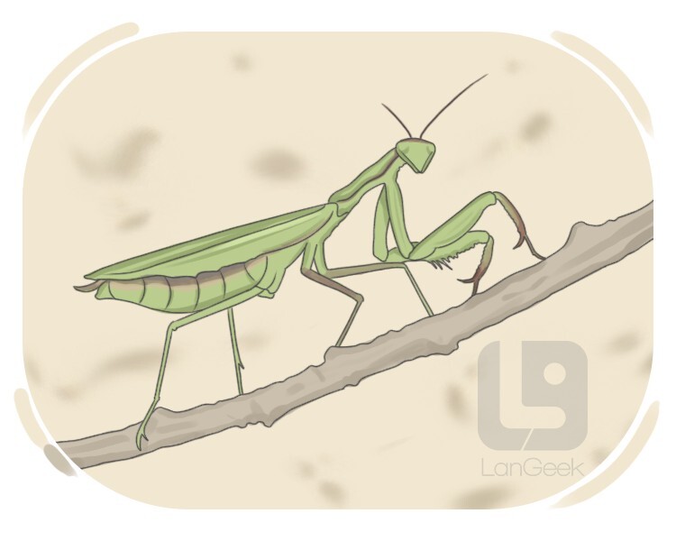 praying mantis definition and meaning