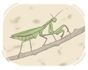 mantis