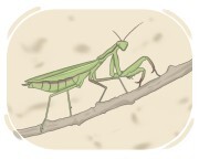 mantis