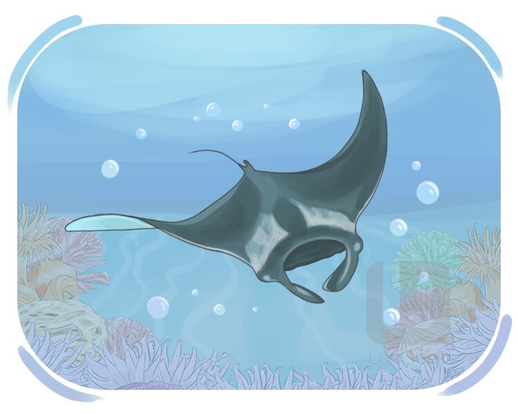 atlantic manta definition and meaning