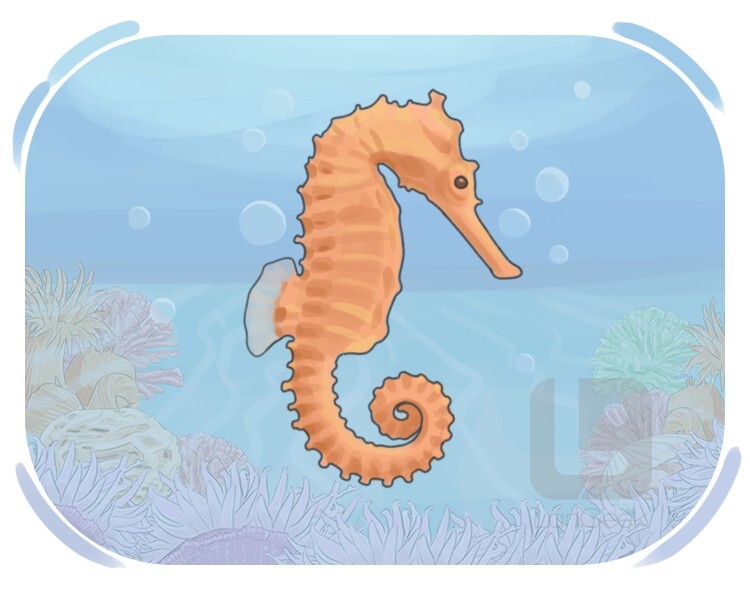 seahorse definition and meaning