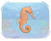 seahorse