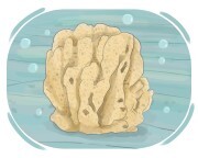 sponge
