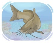 catfish