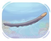 electric eel