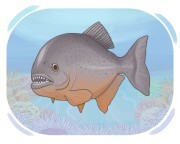 piranha