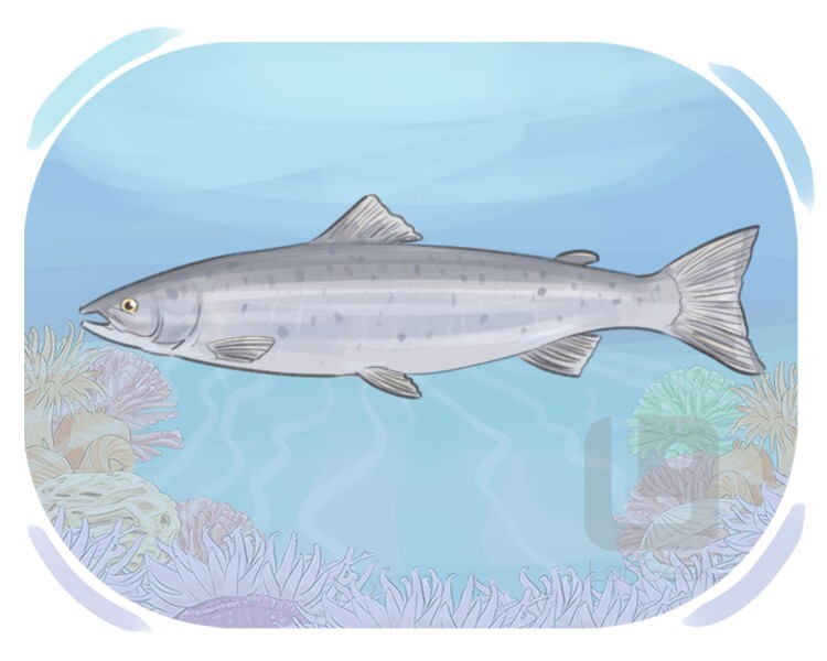 Definition & Meaning of "Atlantic salmon" LanGeek