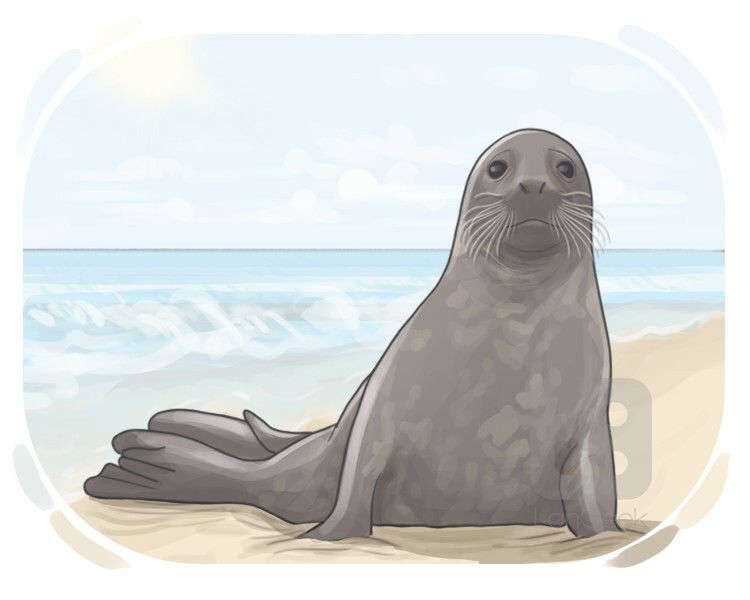 seal definition and meaning
