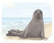 seal