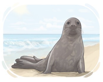 seal