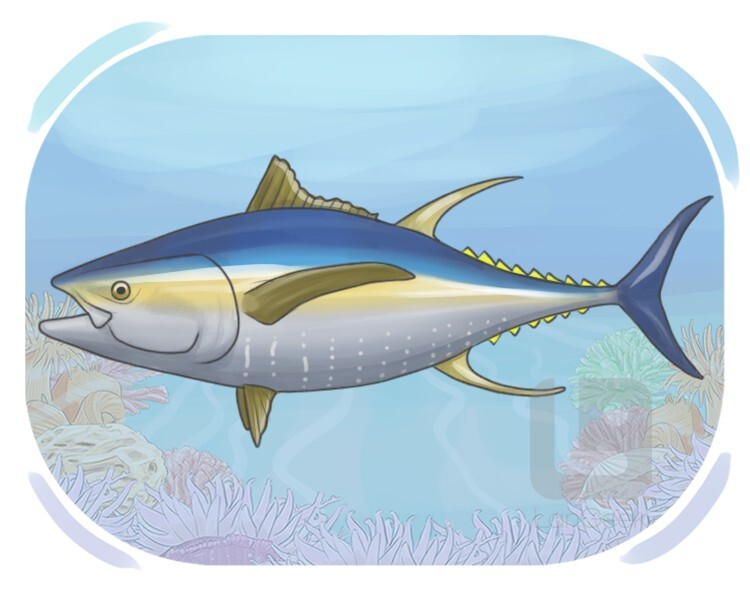 tuna fish definition and meaning