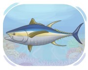 tuna