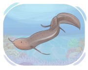 lungfish