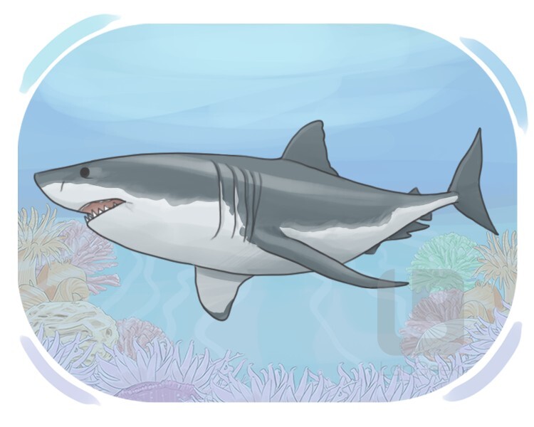 bull shark definition and meaning