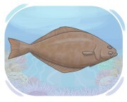 flatfish