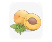 apricot