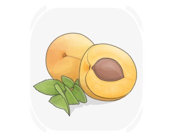 apricot
