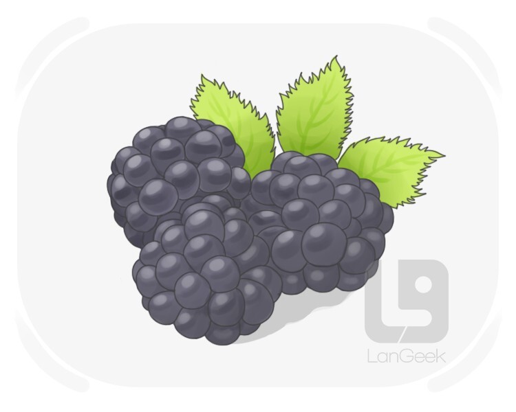 blackberry definition and meaning