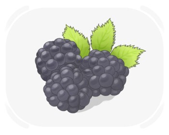 blackberry