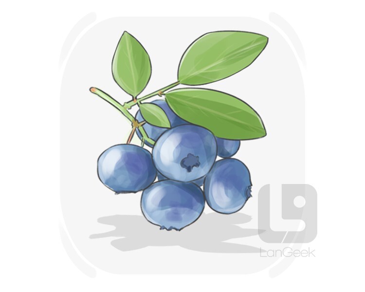 blueberry definition and meaning