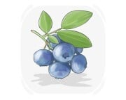 blueberry