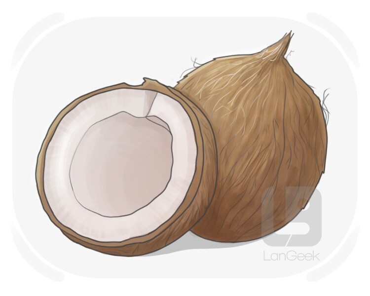 coconut definition and meaning