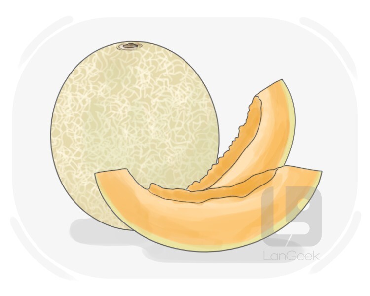 Definition & Meaning of "Cantaloup" LanGeek