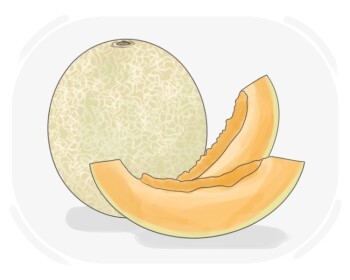 cantaloupe