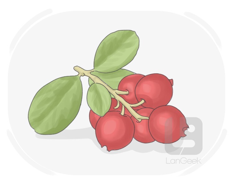 lingonberry definition and meaning