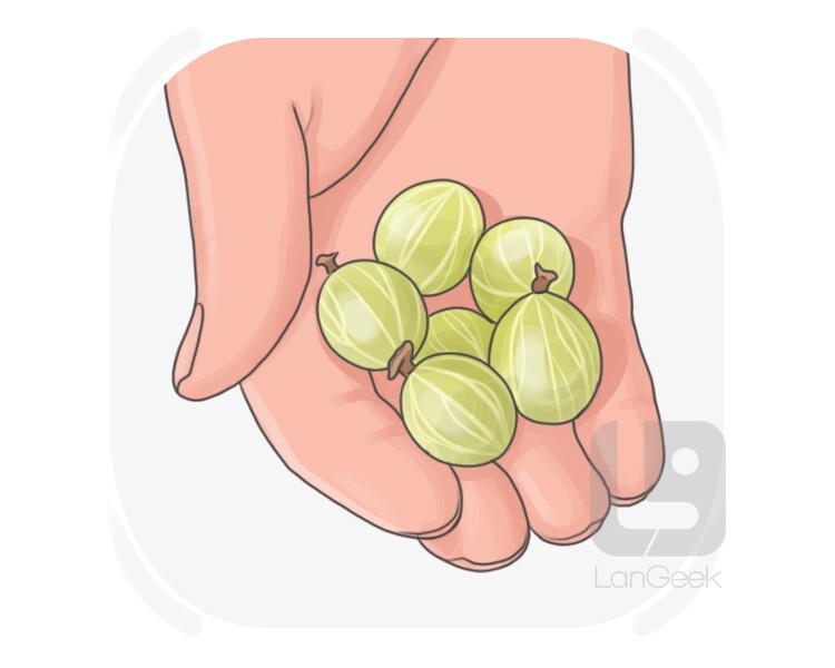 gooseberry definition and meaning