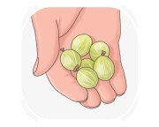 gooseberry
