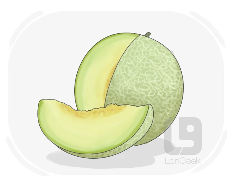 honeydew melon definition and meaning