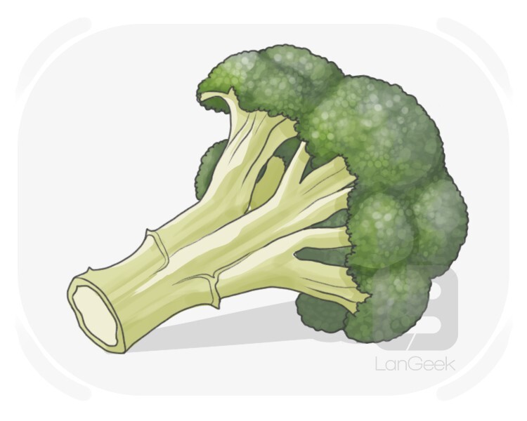 broccoli definition and meaning