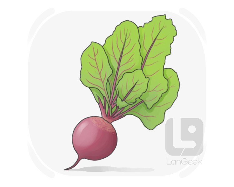 beet definition and meaning