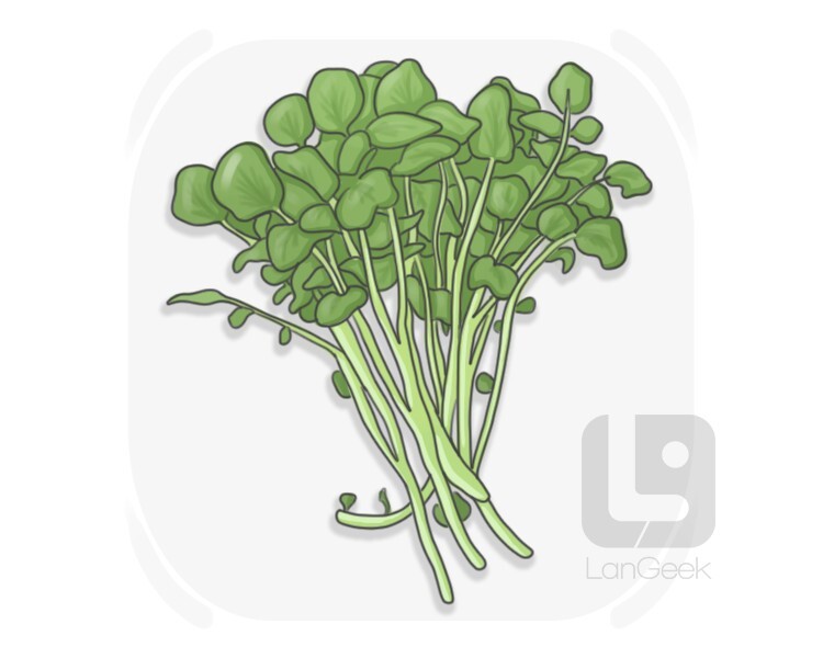 watercress definition and meaning