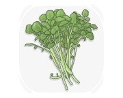watercress