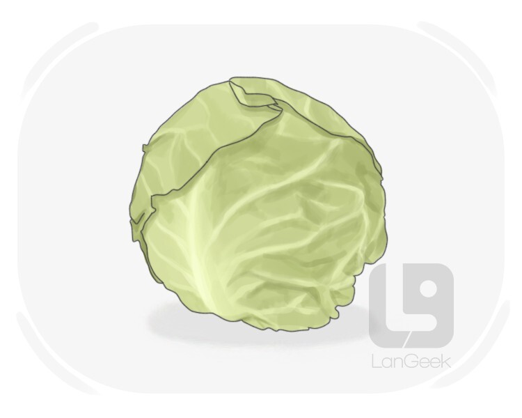 cabbage definition and meaning