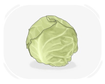 cabbage