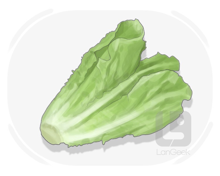 cos lettuce definition and meaning