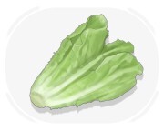 lettuce