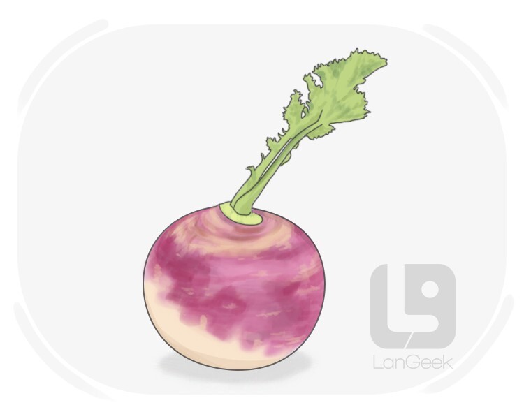 turnip definition and meaning