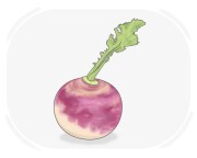 turnip