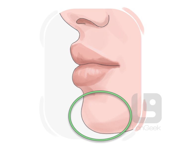 chin definition and meaning