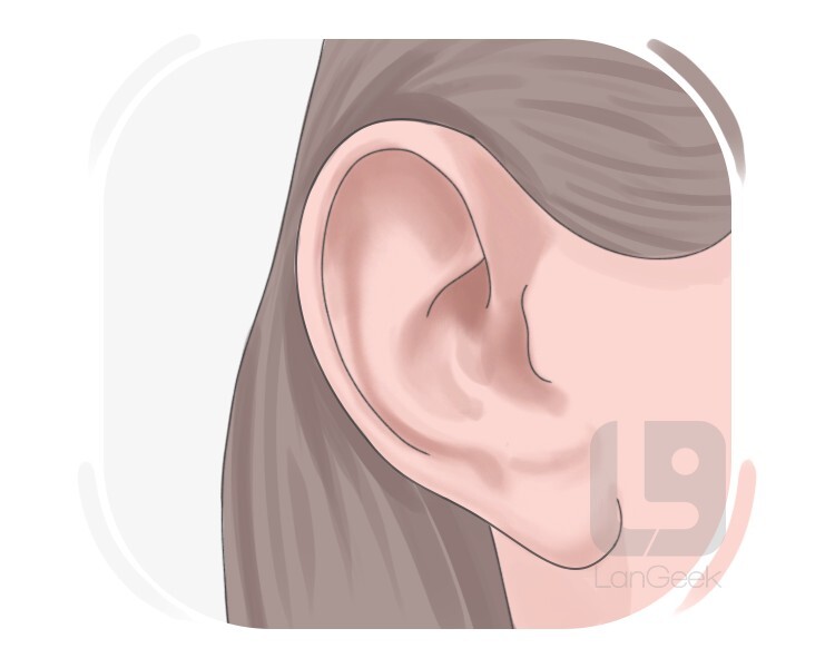 ear definition and meaning