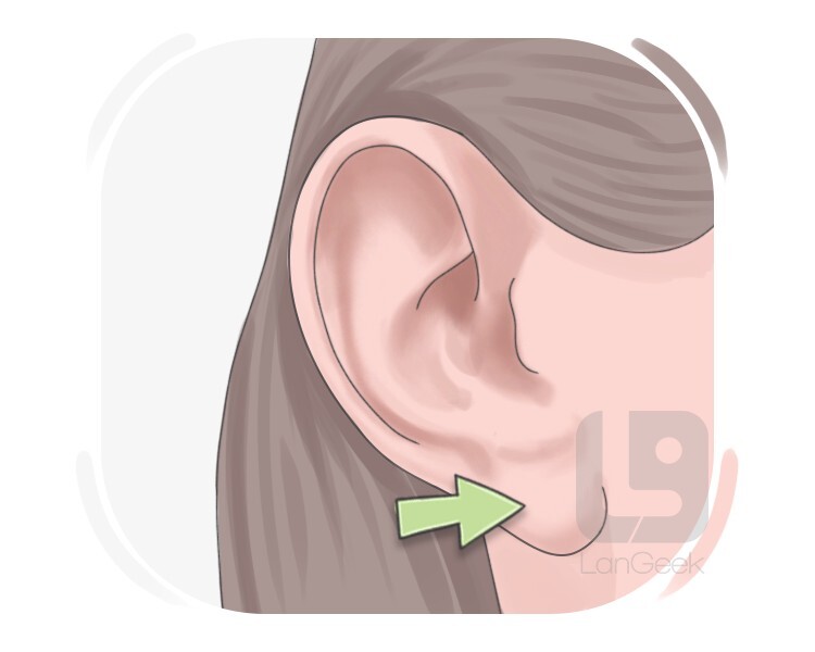 earlobe definition and meaning