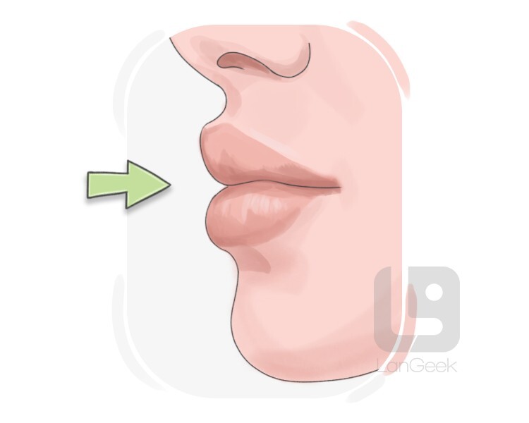 oral cavity definition and meaning