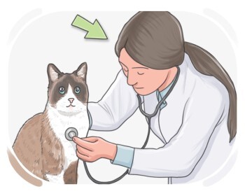veterinarian